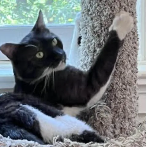 An adult medium-sized male Black & White / Tuxedo Domestic Short Hair cat named Shadow for adoption in Cincinnati, OH