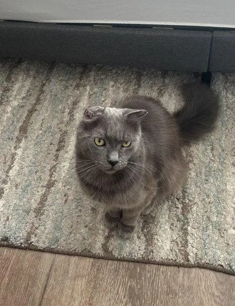 An adult large-sized male Gray / Blue / Silver Domestic Medium Hair cat named Milio for adoption in San Jose, CA