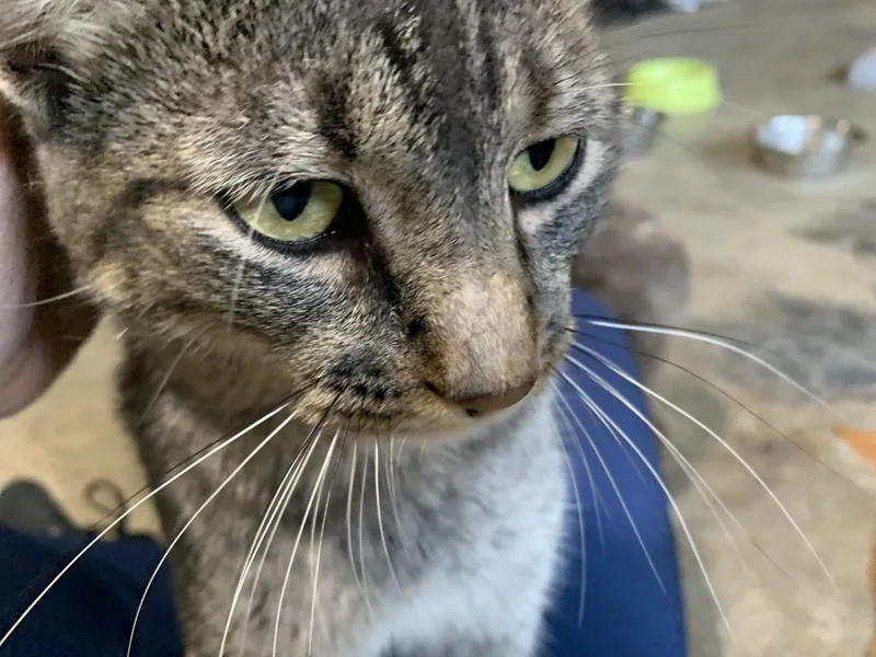An adult medium-sized male Tabby (Gray / Blue / Silver) Domestic Short Hair cat named Peter for adoption in Stockholm, WI