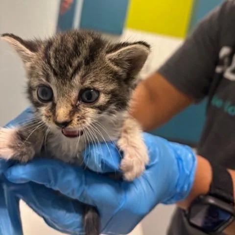 A baby small-sized female Black Domestic Short Hair cat named Pilot for adoption in Mooresville, NC