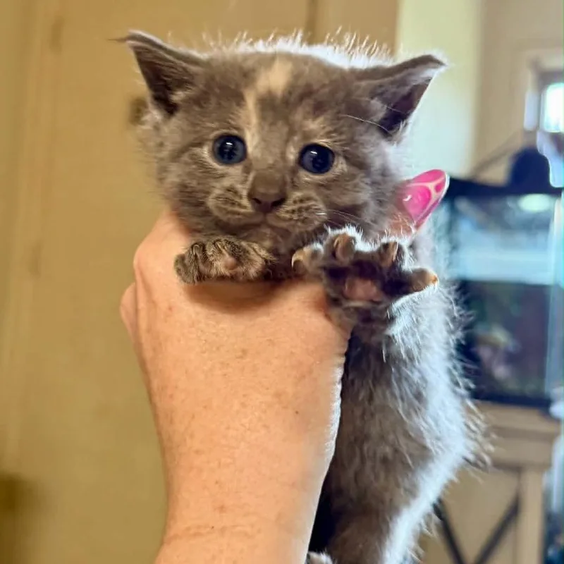 A baby small-sized female Tortoiseshell Domestic Short Hair cat named Willow for adoption in South Elgin, IL
