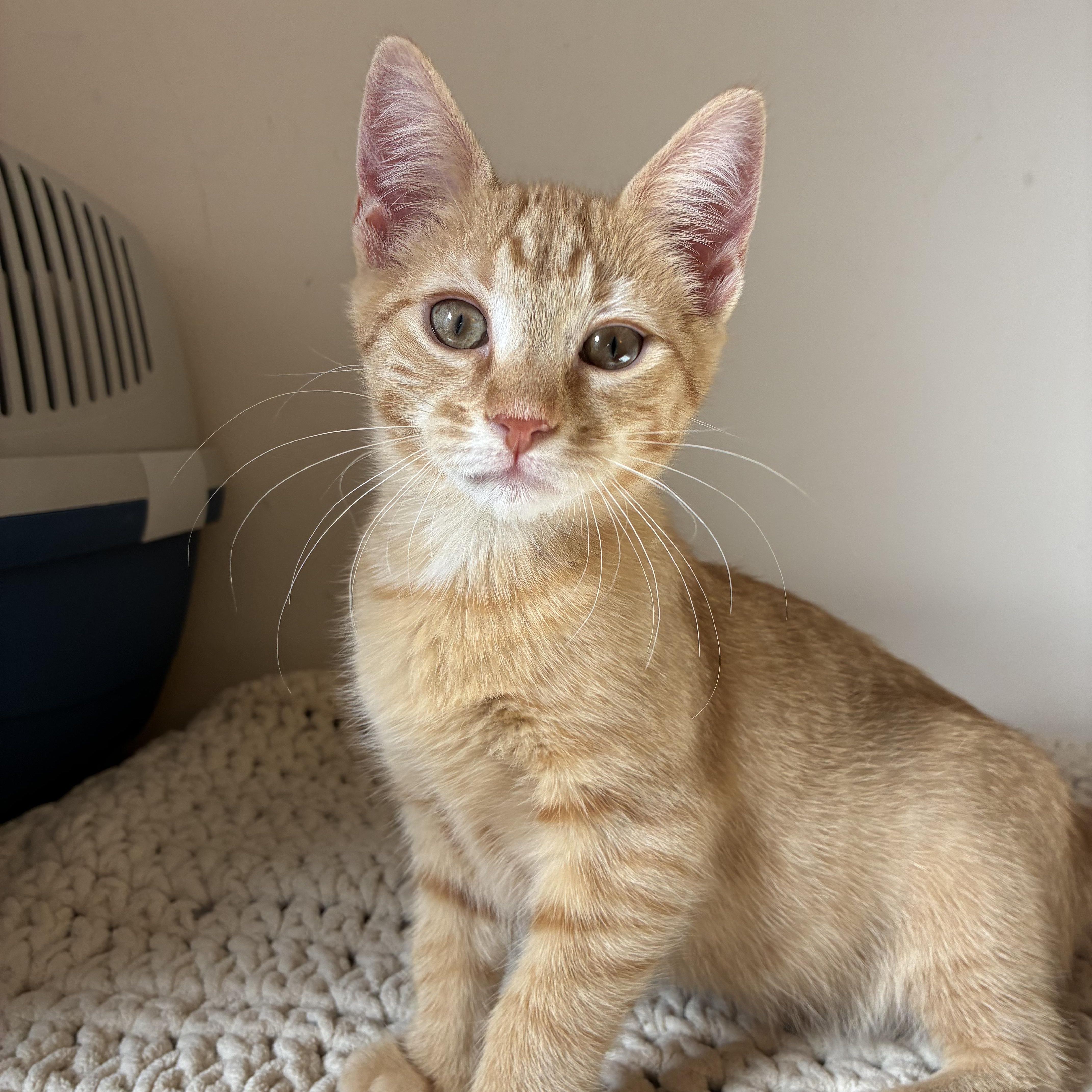 A baby medium-sized female Orange & White Domestic Short Hair cat named Charlie for adoption in Sewell, NJ