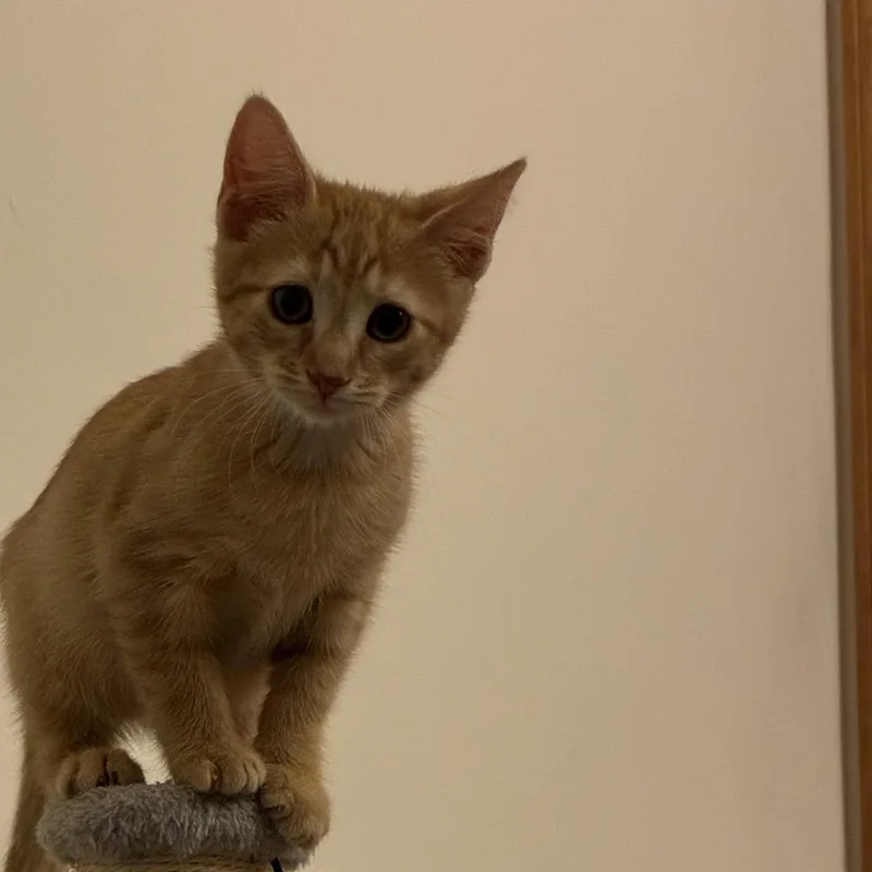 Charlie thumbnail 2