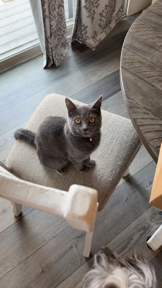 An adult small-sized female Gray / Blue / Silver Domestic Short Hair cat named Mabel for adoption in O'Fallon, MO