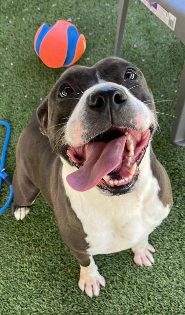 An adult large-sized female American Staffordshire Terrier dog named Josephine for adoption in Newton, NC