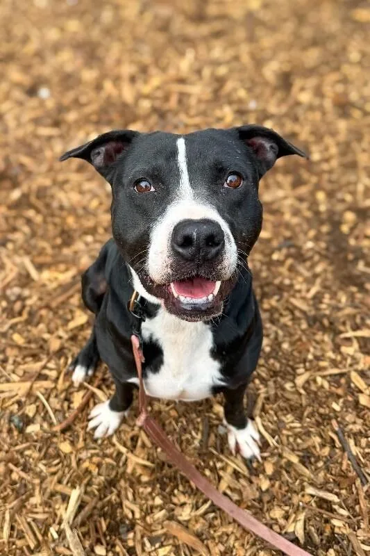 An adult large-sized male Mixed Breed dog named Hawkeye for adoption in Cincinnati, OH