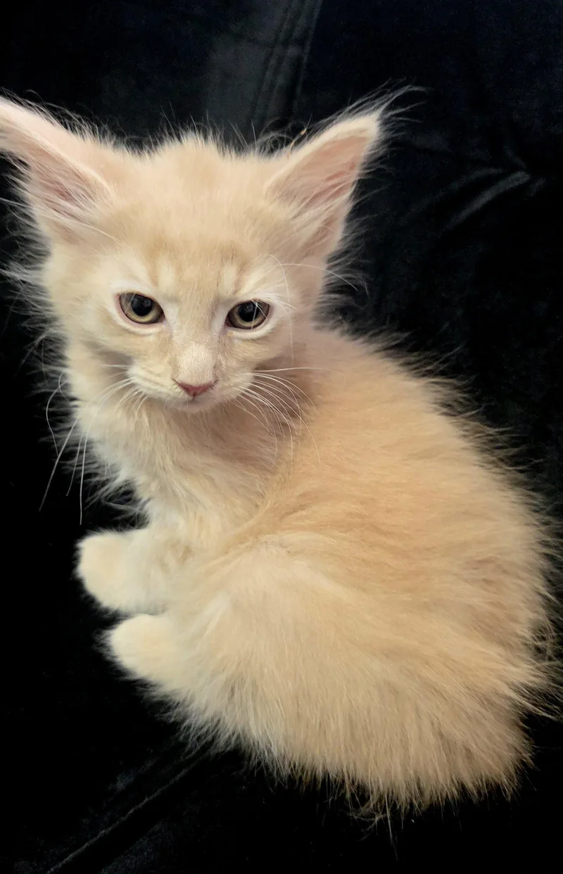 A baby medium-sized female Orange / Red Tabby cat named Gigi for adoption in Campbell, CA