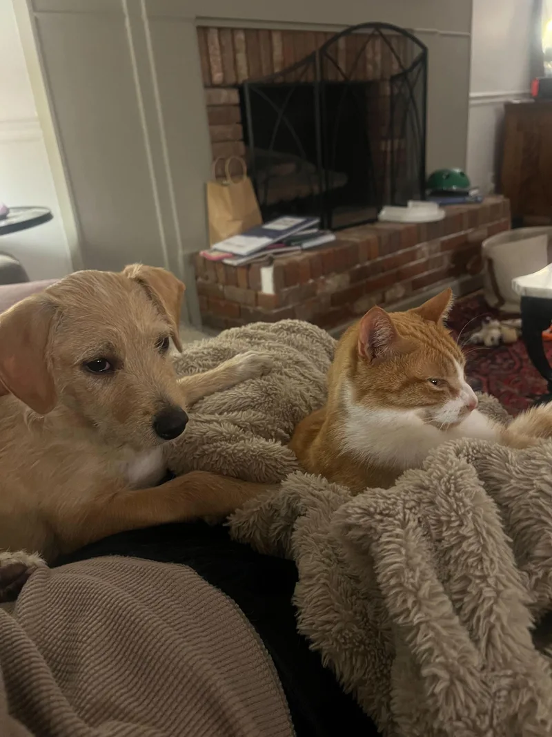 Simba