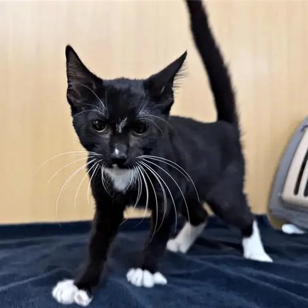A baby small-sized male Black Domestic Short Hair cat named Zuko for adoption in Saint Louis, MO
