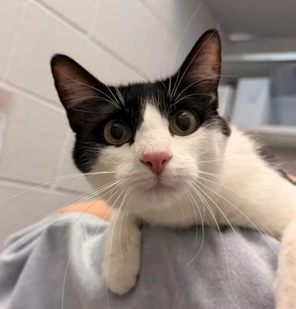 An adult medium-sized female Domestic Short Hair cat named Cow for adoption in Golden, CO