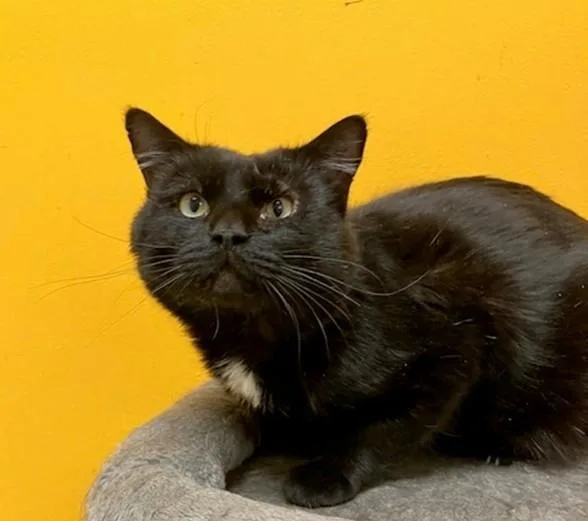 An adult large-sized male Domestic Short Hair cat named Beau for adoption in Springfield, MA