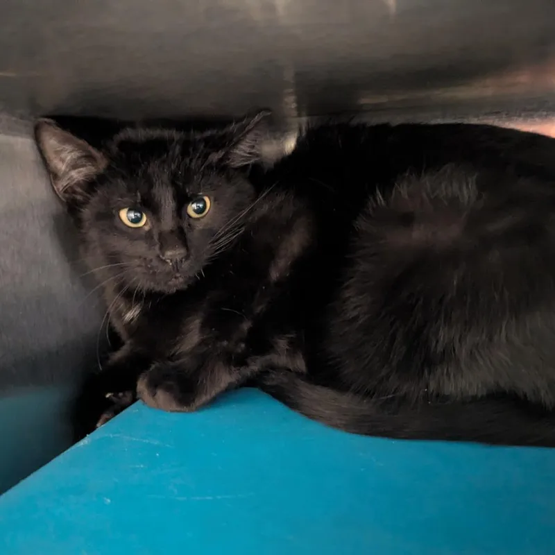 A young large-sized male Black Domestic Short Hair cat named Spooky for adoption in Waukesha, WI