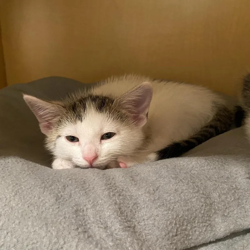 A baby small-sized female White Domestic Short Hair cat named Gardenia for adoption in Washington Township, OH