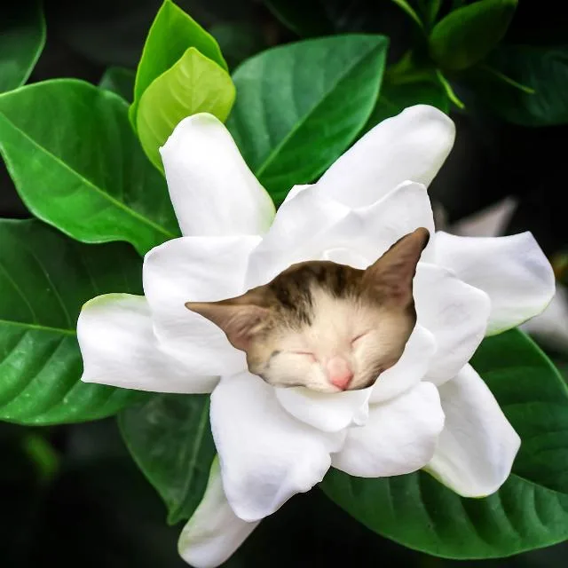 Gardenia thumbnail 2