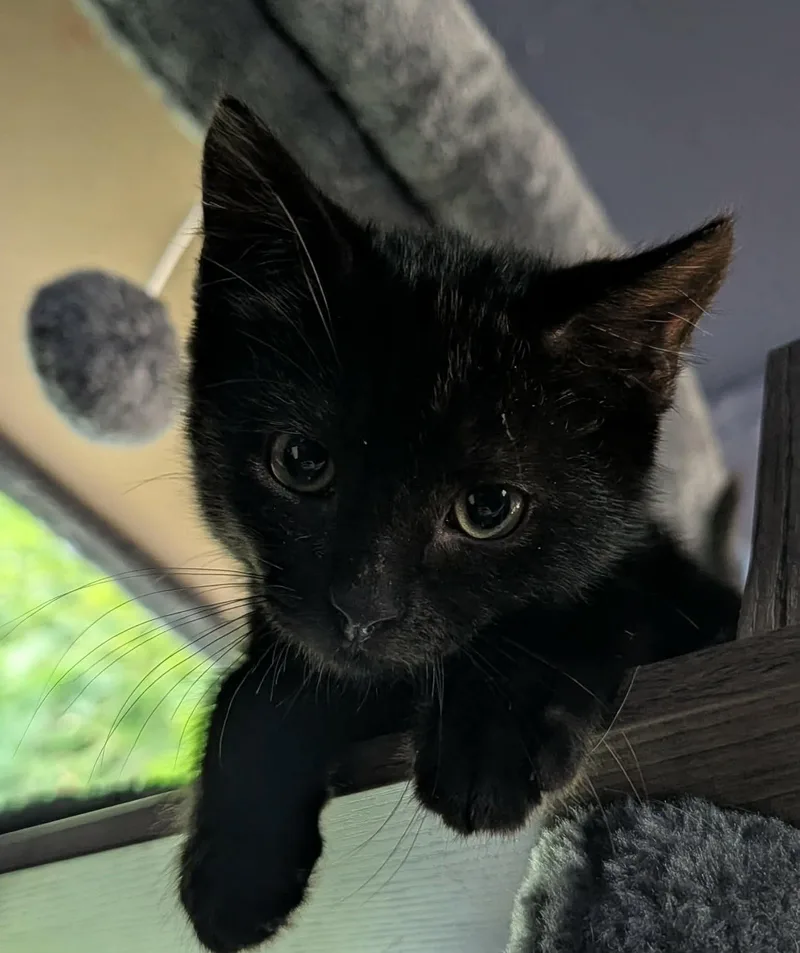 A baby medium-sized male Domestic Short Hair cat named Spike for adoption in Rochester , NY