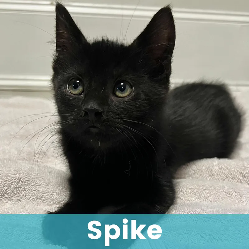 Spike thumbnail 4