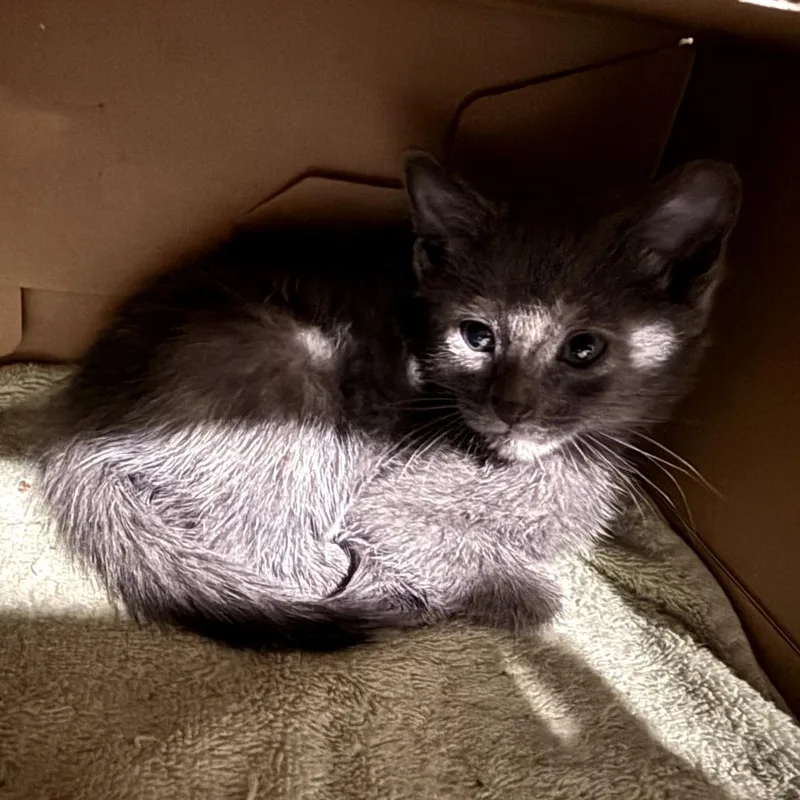 A baby small-sized female Tortoiseshell Domestic Short Hair cat named Michaela for adoption in Long Beach, CA