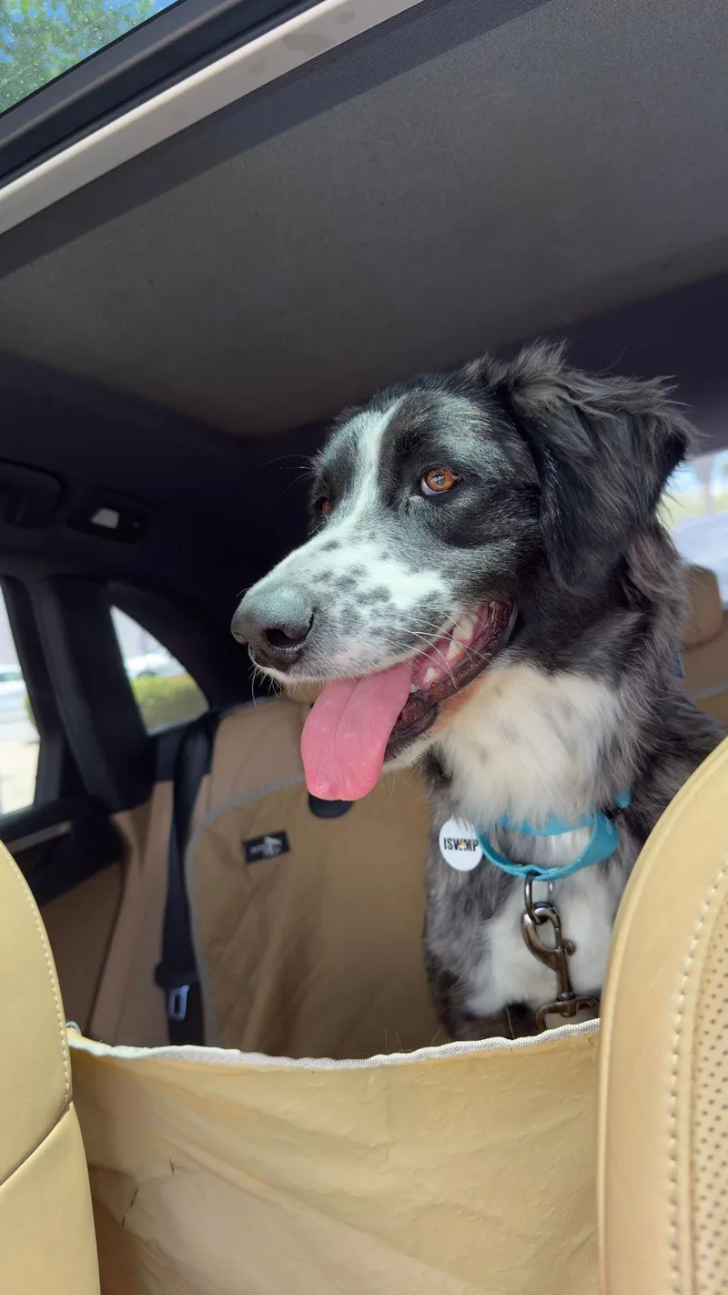 A baby medium-sized female Brindle Border Collie dog named Paisley for adoption in Los Angeles, CA
