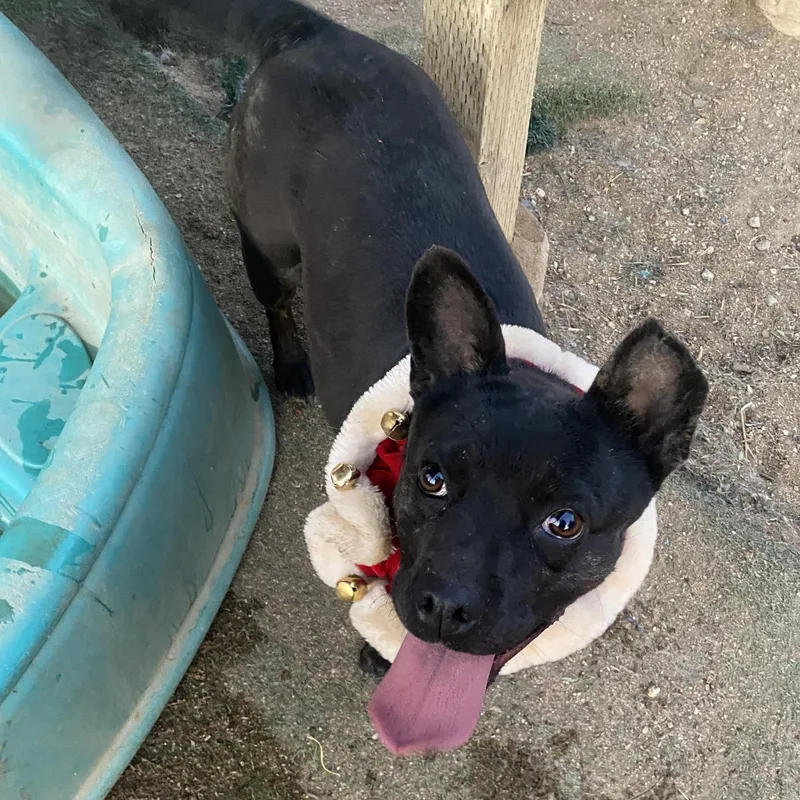 Brandy Petite Funny Staffordshire thumbnail 2