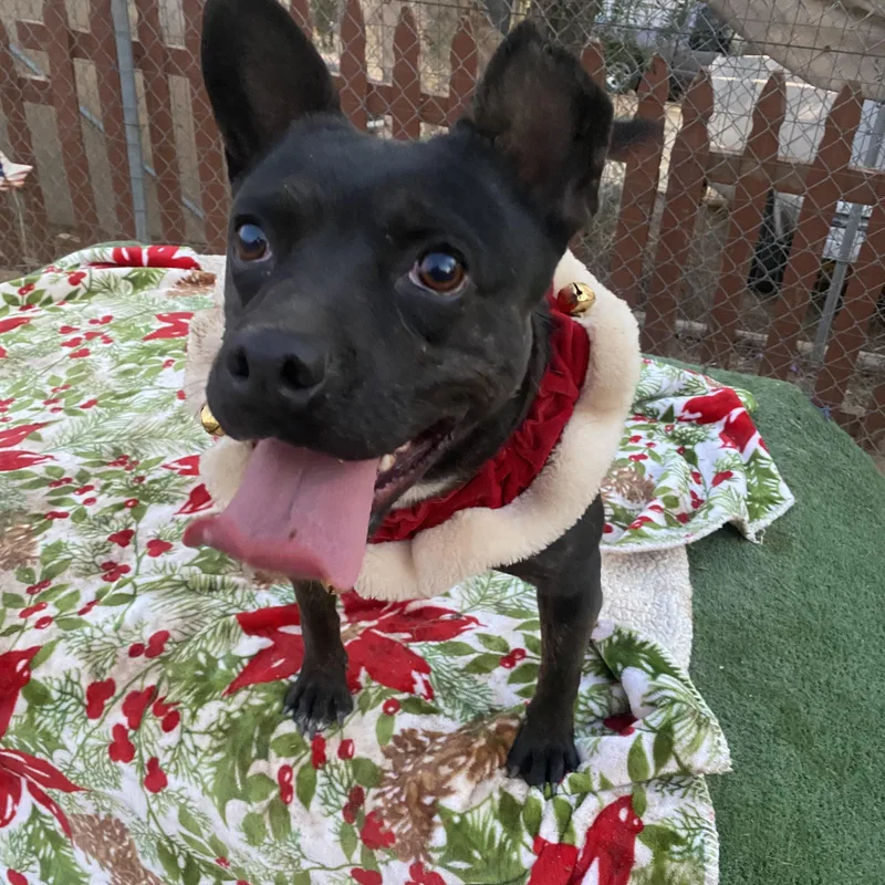 Brandy Petite Funny Staffordshire thumbnail 3