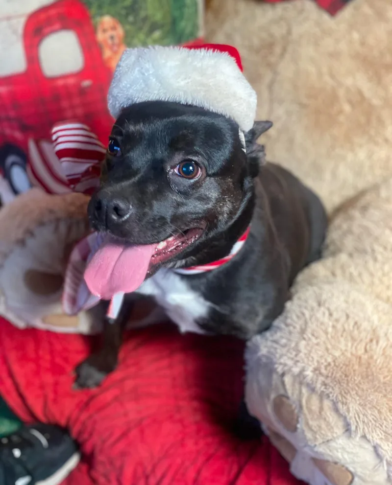 Brandy Petite Funny Staffordshire thumbnail 4