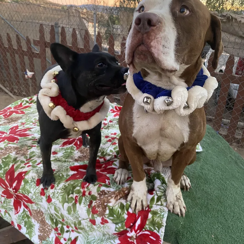 Brandy Petite Funny Staffordshire thumbnail 5