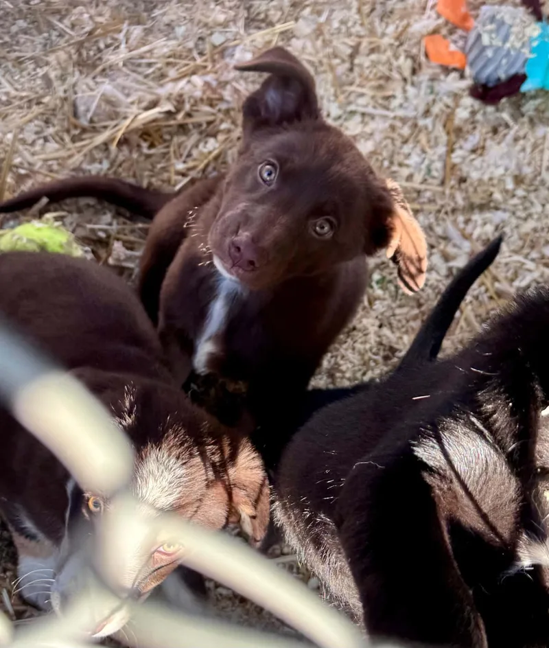 Little Herding Heartbreakers thumbnail 3