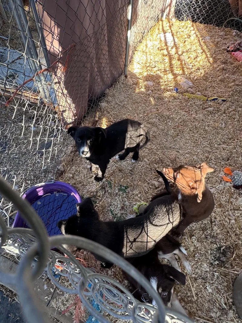 Little Herding Heartbreakers thumbnail 6