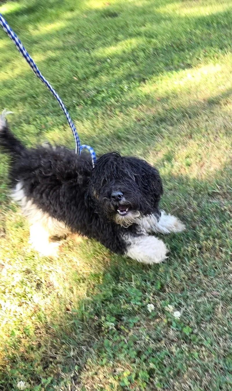 An adult small-sized male Black Cockapoo dog named Olaf for adoption in Rocky Mount, NC