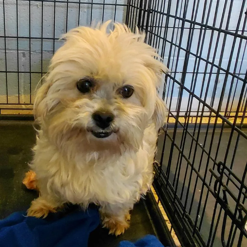 An adult small-sized male Yellow / Tan / Blond / Fawn Shih Tzu dog named Benni for adoption in LOXAHATCHEE, FL