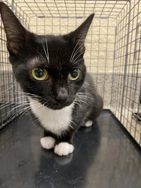 A young medium-sized female Domestic Short Hair cat named Ella for adoption in Fort Myers, FL