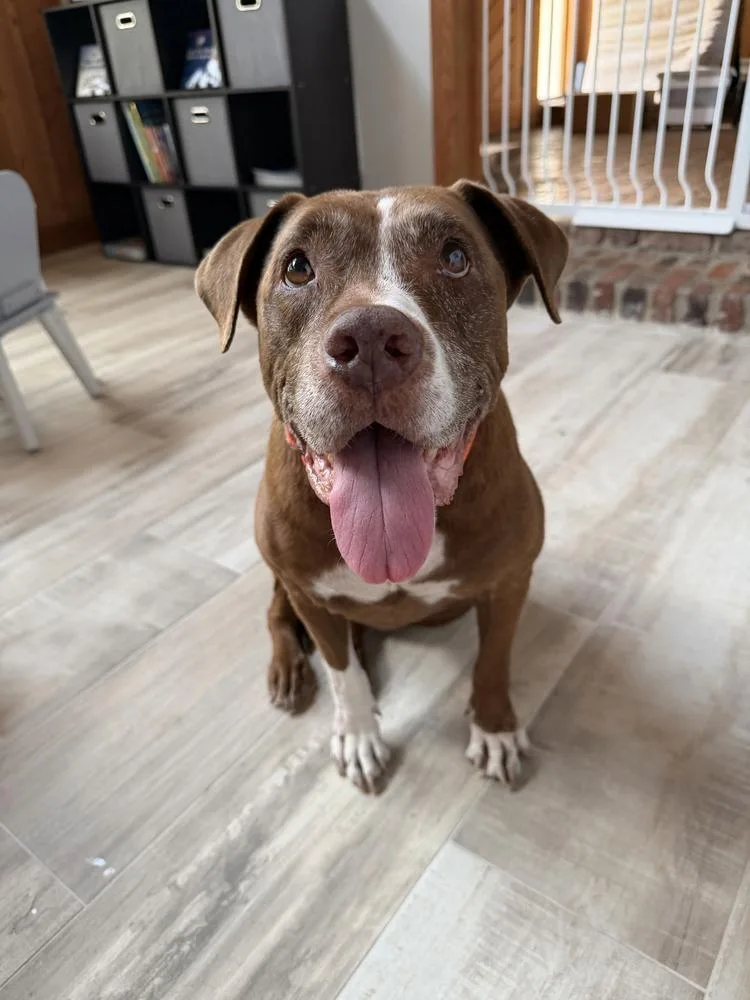 A senior large-sized female Labrador Retriever dog named Lola for adoption in Melbourne Beach, FL