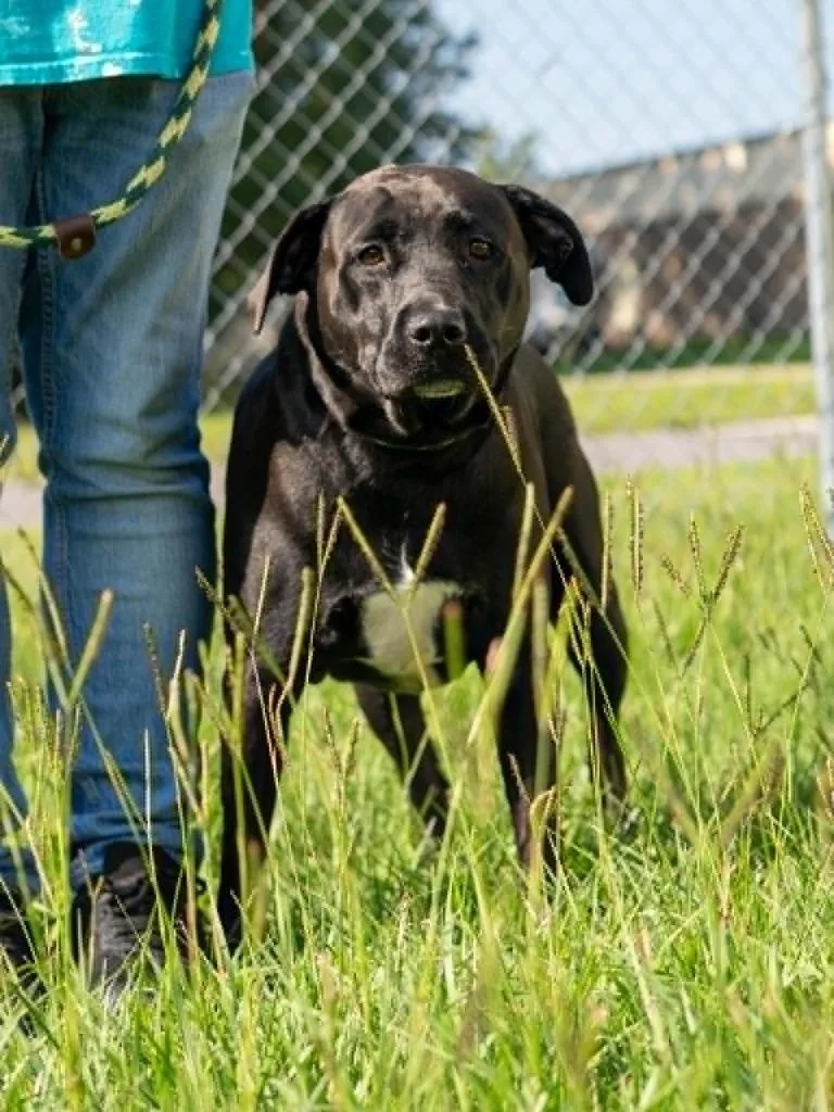A young medium-sized male Mixed Breed dog named Leo for adoption in Kingsland, GA