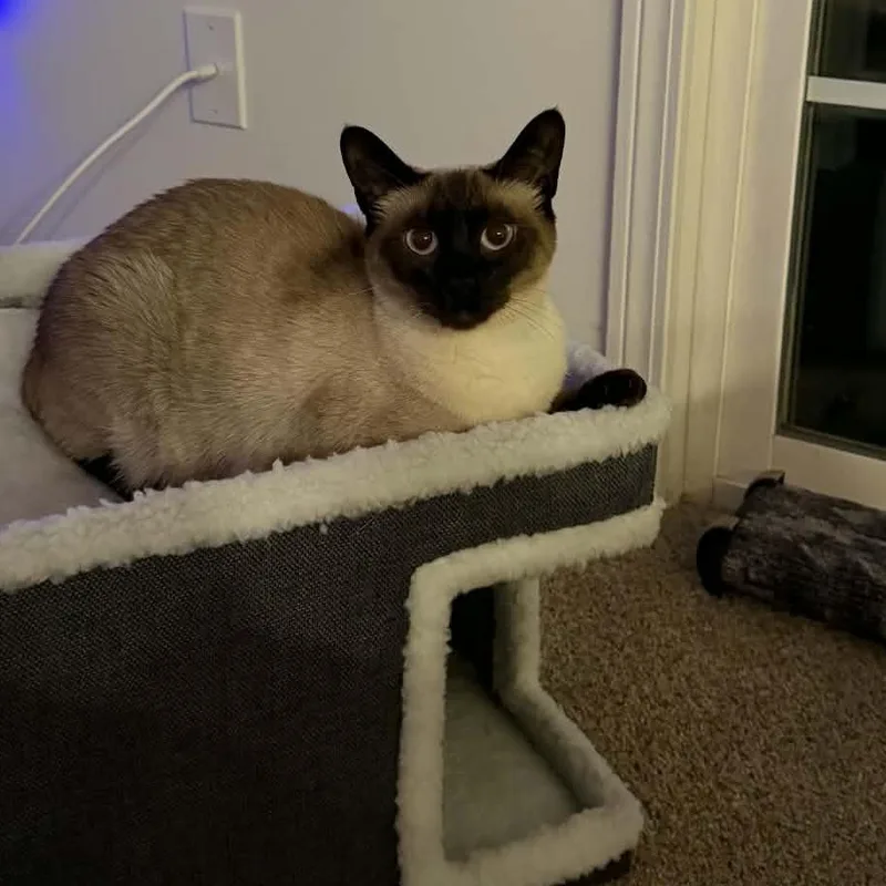 A young medium-sized female Siamese cat named Zelda for adoption in Fairborn, OH