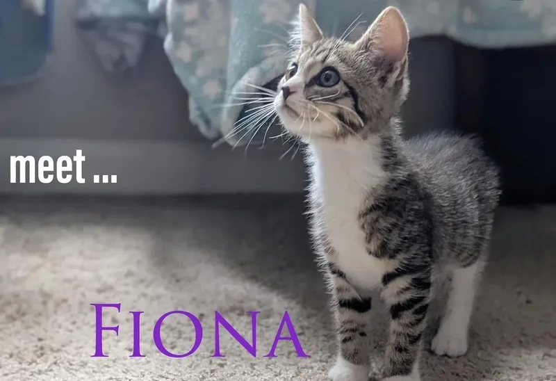 A young medium-sized female Tabby (Gray / Blue / Silver) Domestic Short Hair cat named Fiona for adoption in Greensboro, NC
