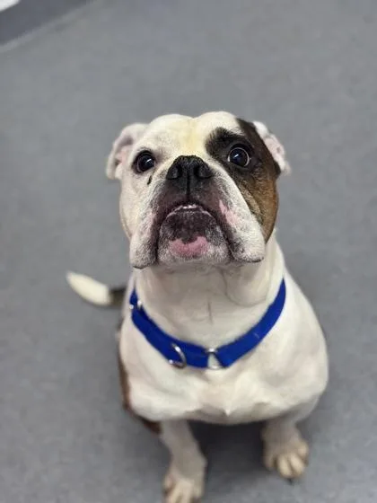 An adult large-sized male Mixed Breed dog named Dusse for adoption in West Chester, PA