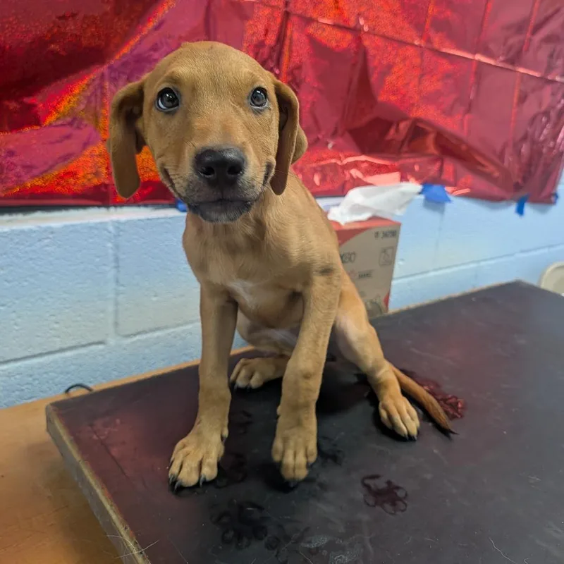 A baby small-sized female Brown / Chocolate Shepherd dog named Latte for adoption in Amarillo, TX