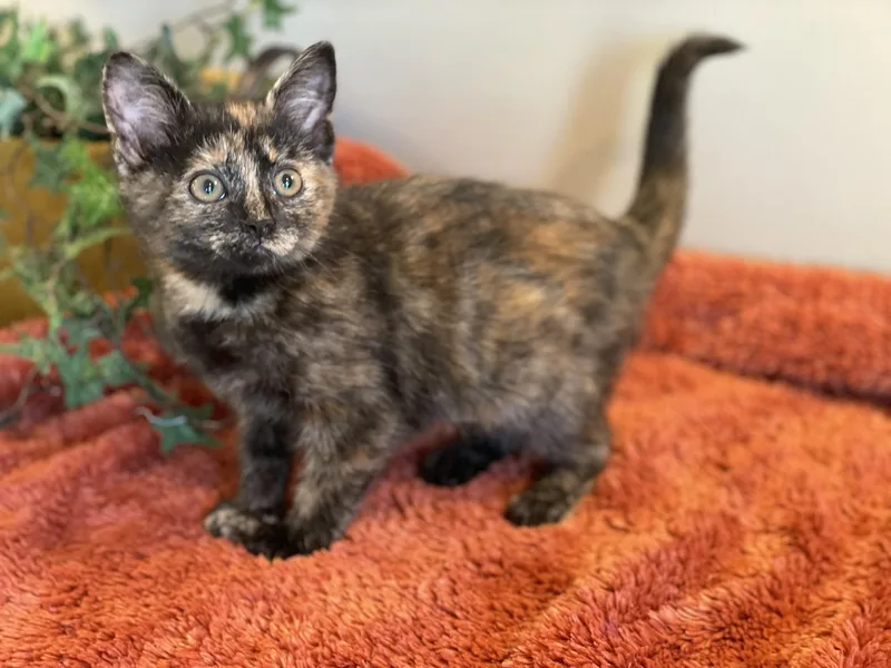A baby medium-sized female Tortoiseshell cat named Violet for adoption in Taylor, MI