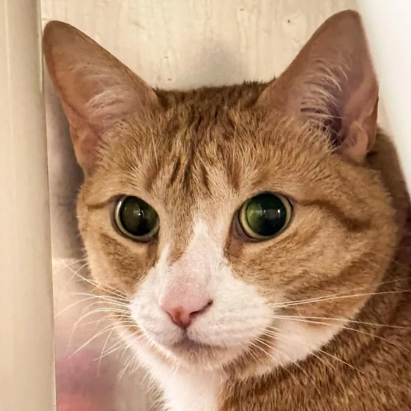 An adult extra large-sized male Orange / Red Domestic Short Hair cat named Simpson for adoption in Kennebunk, ME