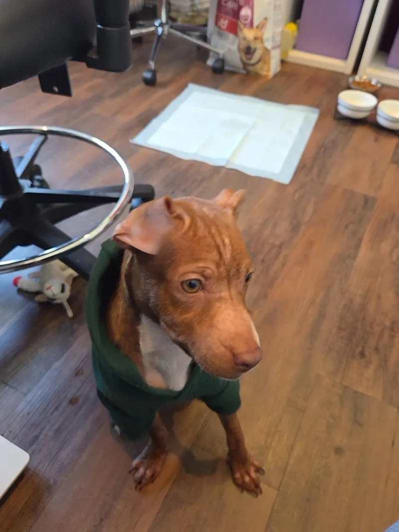A baby small-sized male Brown / Chocolate Pit Bull Terrier dog named Bridger for adoption in West Hollywood, CA