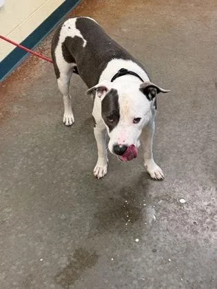 An adult large-sized male Mixed Breed dog named Artoo for adoption in Independence, MO