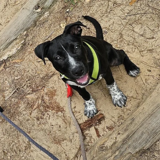 A baby small-sized female Black Australian Cattle Dog / Blue Heeler dog named Shark for adoption in Bastrop, TX