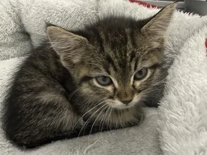 A baby small-sized female Domestic Short Hair cat named Gemini for adoption in Mount Pleasant, IA
