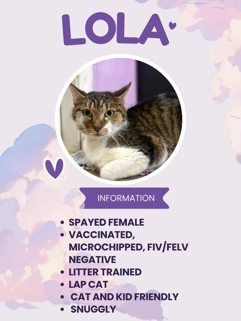 An adult medium-sized female Tabby (Brown / Chocolate) Domestic Short Hair cat named Lola for adoption in Greensburg, IN