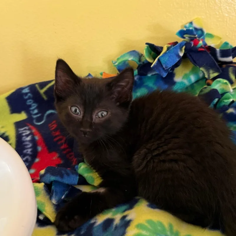 A baby medium-sized female Black Domestic Short Hair cat named Lucky Charms for adoption in Fenton, MI
