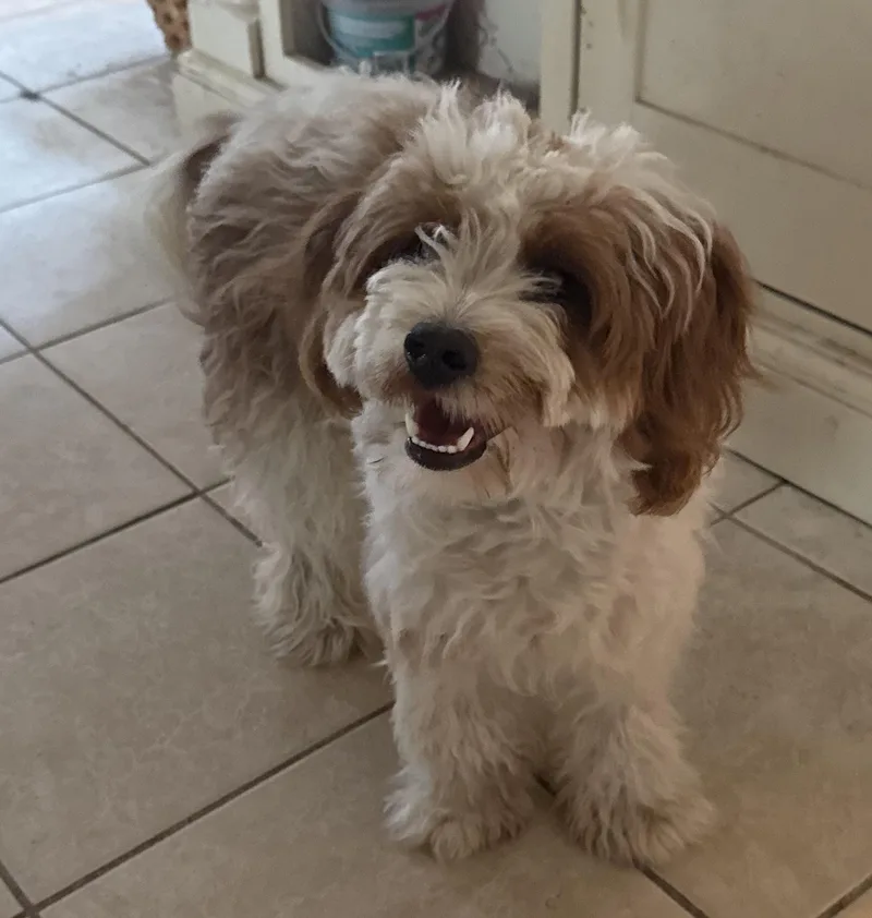 A baby small-sized female Golden Goldendoodle dog named Lulu for adoption in Carver, MA