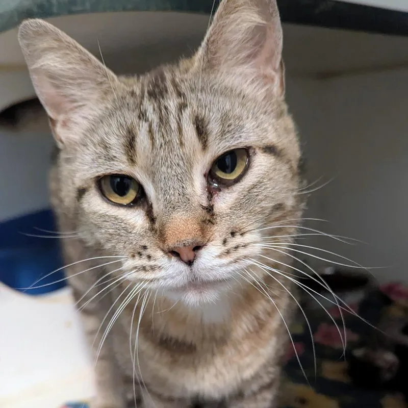 An adult medium-sized female Brown / Chocolate Domestic Short Hair cat named Lottie for adoption in Brighton, MO