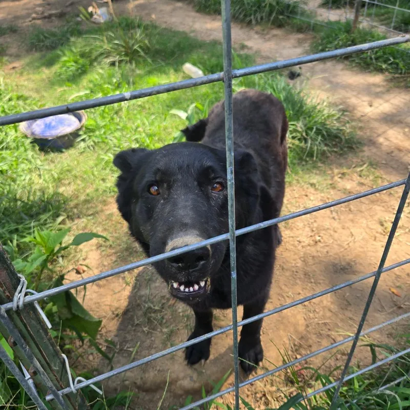 An adult small-sized female Black German Shepherd Dog dog named Luna for adoption in Centerville, TN