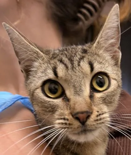 A young small-sized female Tabby (Buff / Tan / Fawn) Domestic Short Hair cat named Sky for adoption in Redmond, OR