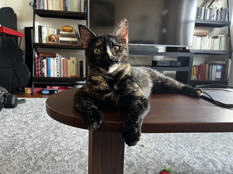 A young small-sized female Tortoiseshell Domestic Short Hair cat named Fika Blackbean for adoption in Brooklyn, NY